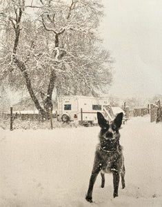 "Blue Healer, Tesuque, NM" Limited Edition of One Print At This Size.