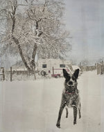 Blue Healer In A Snowstorm - Tesuque, NM Limited Edition of Only One Print at This Size.