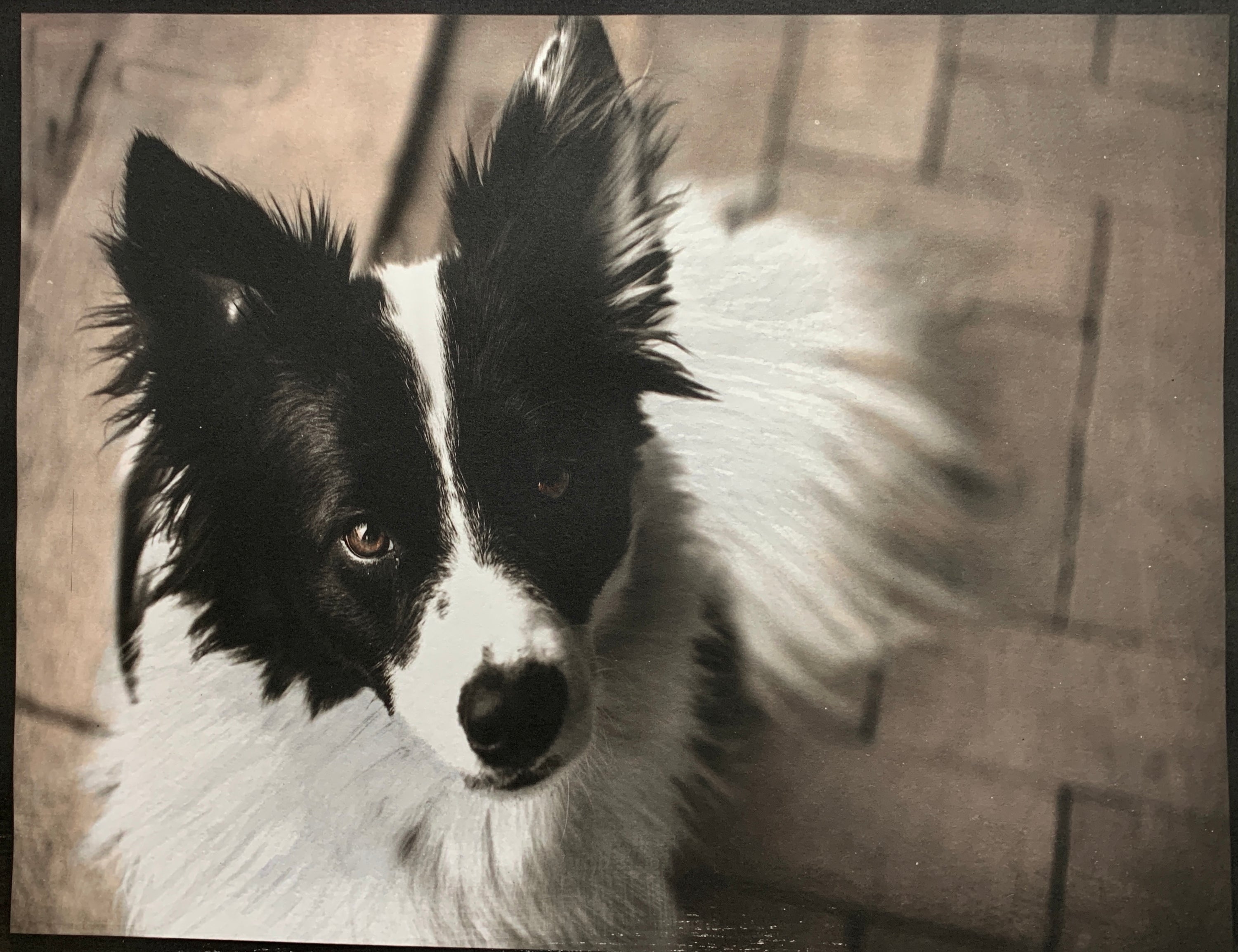 "Max" Limited Edition of Only One Print.